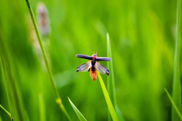 Мягкотелки, или жуки-пожарники (Cantharidae) активно движутся