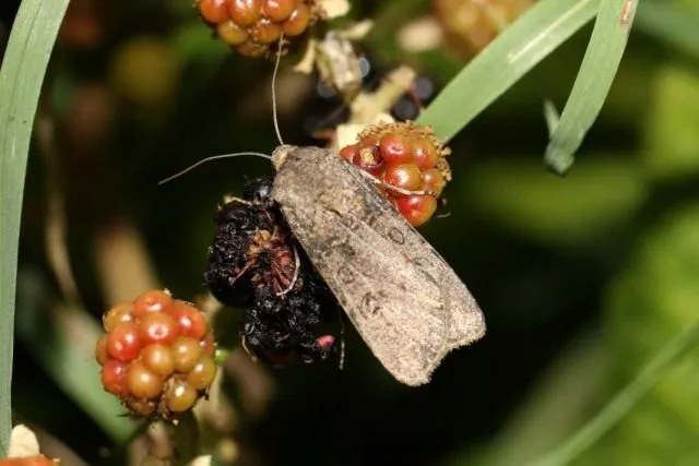 Совка озимая, или ночница озимая (Agrotis segetum)