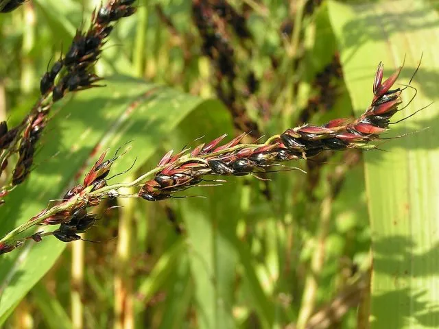 Сорго двуцветное (Sorghum bicolor)