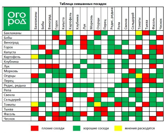 смешанные посадки в огороде, совместное выращивание растений на грядках таблица