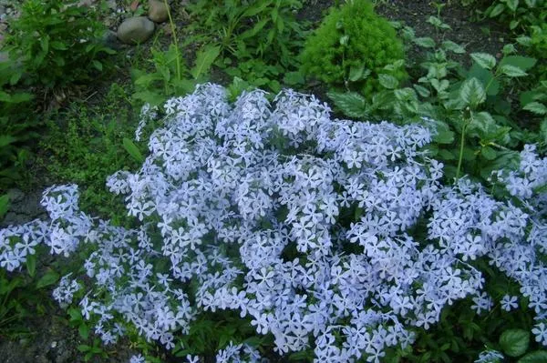 Флокс растопыренный (Phlox divaricata). Фото автора