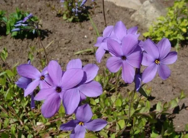 Флокс столоносный (Phlox stolonifera). Фото с сайта саженцы04.рф