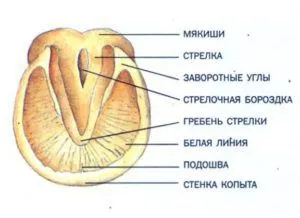 Строение копыта. Вид снизу