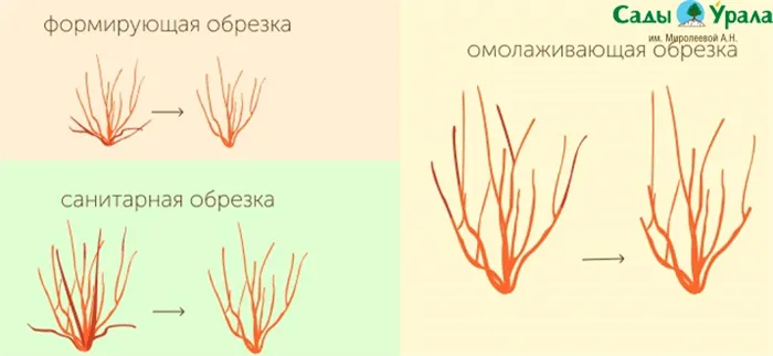 Голубика садовая: посадка и выращивание на участке