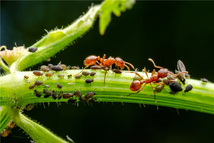 Черная тля и муравьи на ветке кабачка. Фотография: andreibucataru.ro / Shutterstock FOTODOM