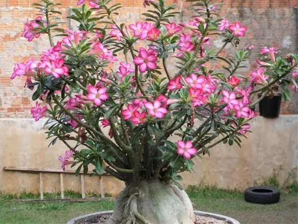 Adenium multiflorum Klotzsch