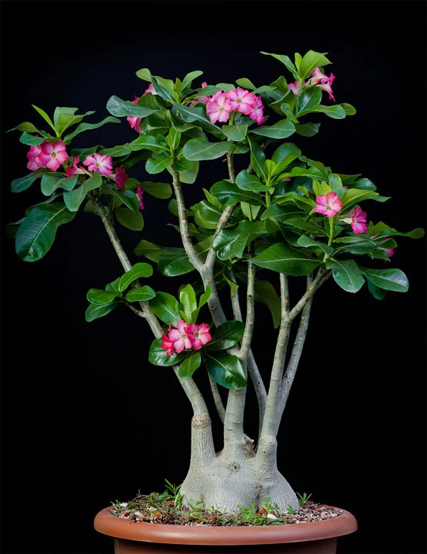 Adenium arabicum