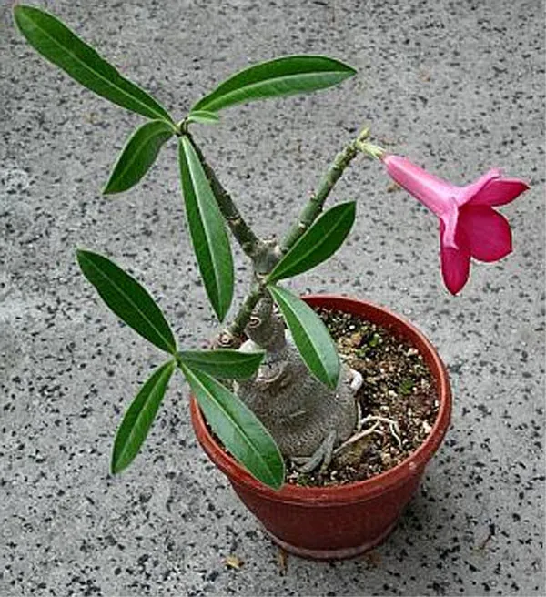 Adenium swazicum Stapf