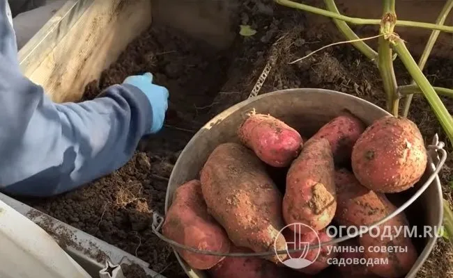 На плотных тяжелых почвах многие клубнеплоды получаются деформированными и бугристым.