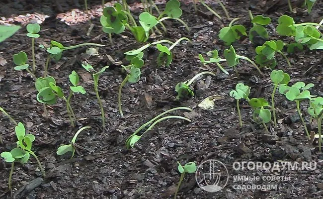 При качественной подготовке семядольные листочки раскрываются уже на пятый день