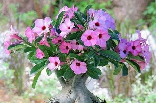 Adenium boehmianum Schinz