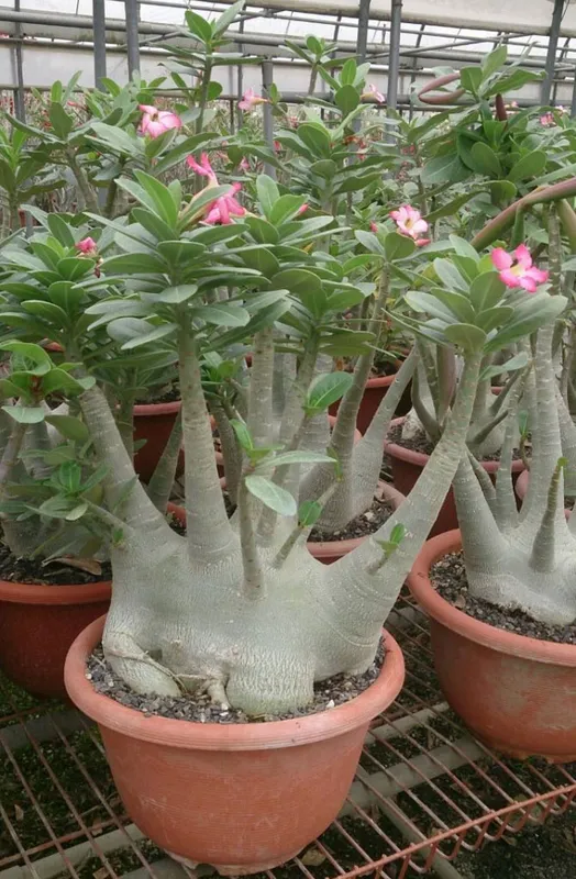 Adenium obesum