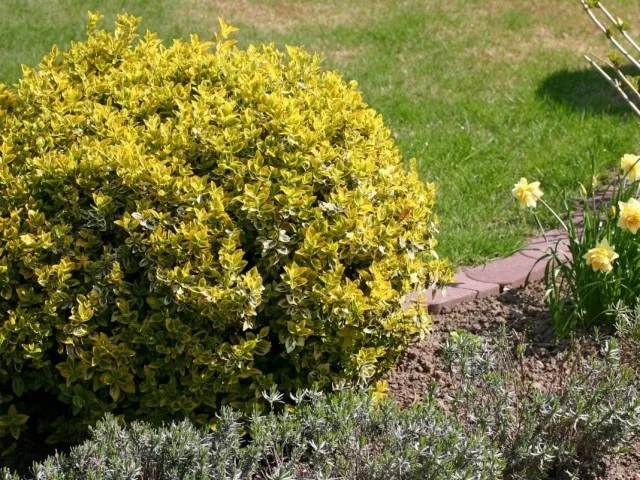 Бересклет Форчуна Эмеральд Голд (Euonymus fortunei)