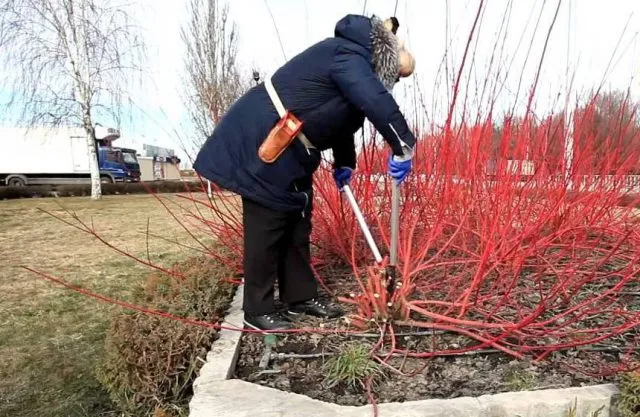 Женский дерен