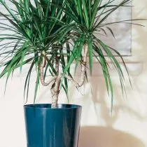 Драцена окаймленная (Dracaena marginata)