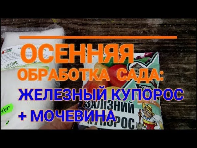 ОСЕННЯЯ ОБРАБОТКА САДА МОЧЕВИНОЙ И ЖЕЛЕЗНЫМ КУПОРОСОМ