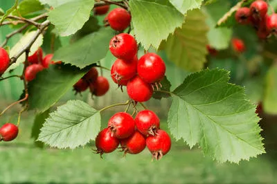 Боярышник обыкновенный (Crataegus laevigata)