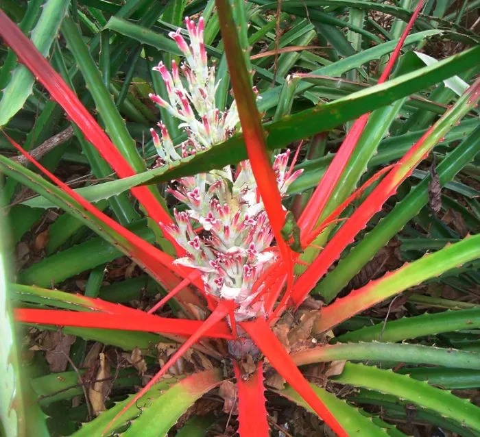 Бромелию пингвин (Bromelia pinguin)