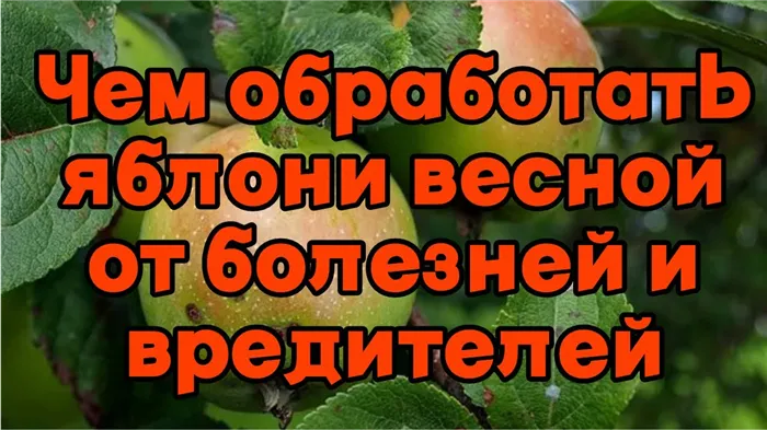 Чем обработать яблони весной от болезней и вредителей