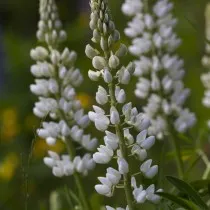 Люпин белый (Lupinus albus)