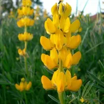 Люпин желтый (Lupinus luteus)