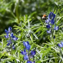 Люпин узколистный (Lupinus angustifolius)