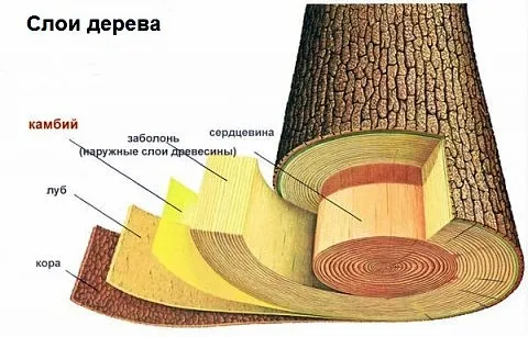 бревно в разрезе слои бревна