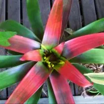 Гусмания кроваво-красная (Guzmania sanguinea) 