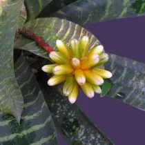 Гусмания мозаичная (Guzmania musaica)