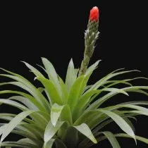 Гусмания одноколосая (Guzmania monostachia) 