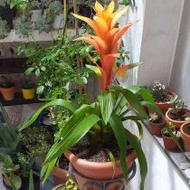 Гусмания язычковая (Guzmania lingulata)