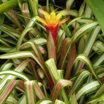 Гусмания Цана (Guzmania zahnii) 