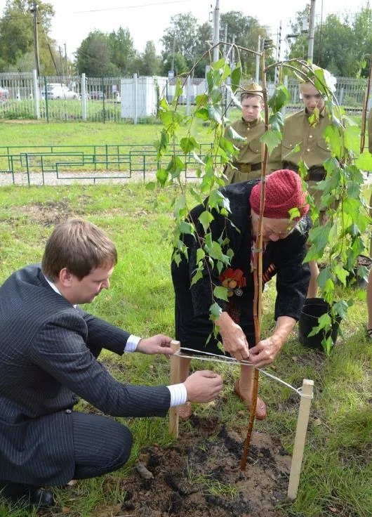 Пересадка березы