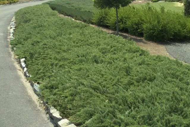 Можжевельник горизонтальный Хьюгес (Juniperus horizontalis ‘Hughes’)